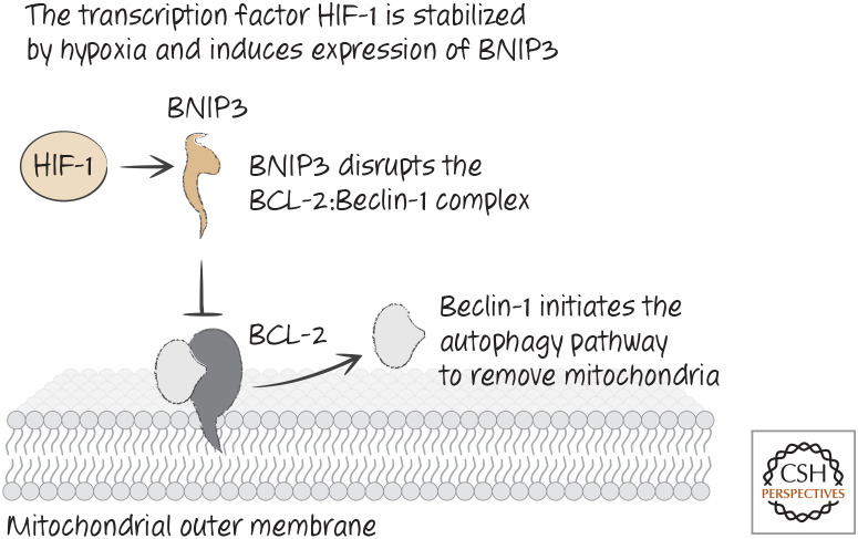 Figure 32.