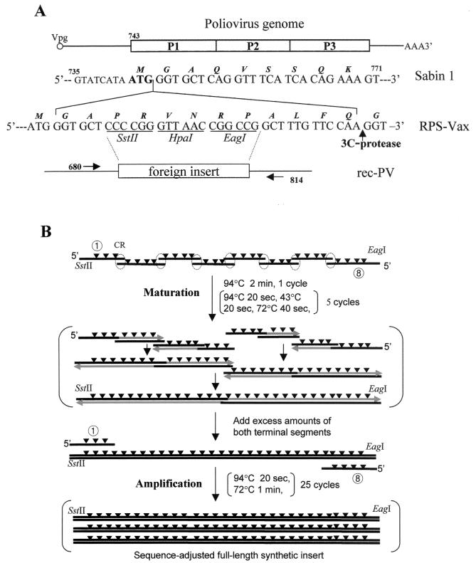 FIG. 1.