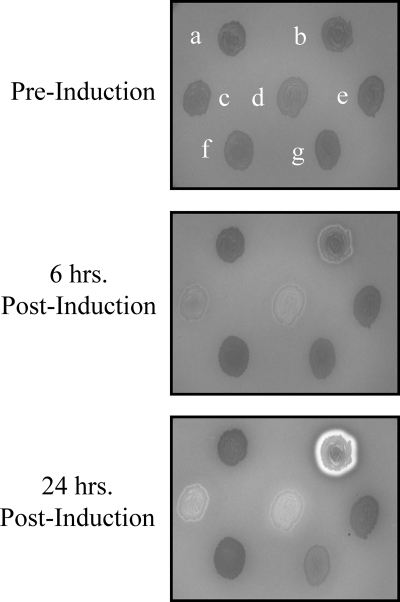 FIG. 1.