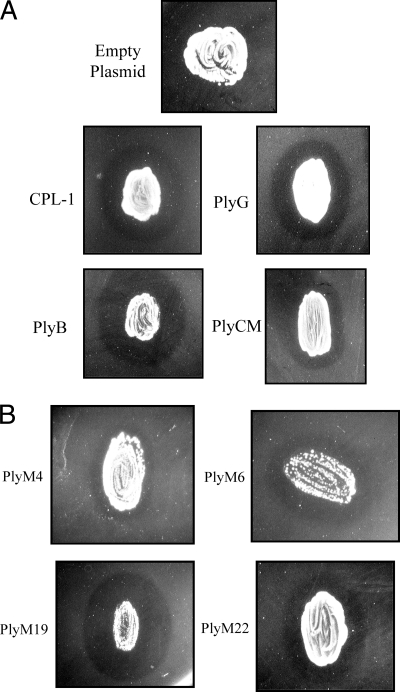 FIG. 2.