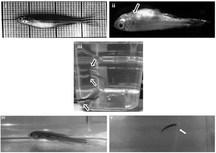 Fig. 3b