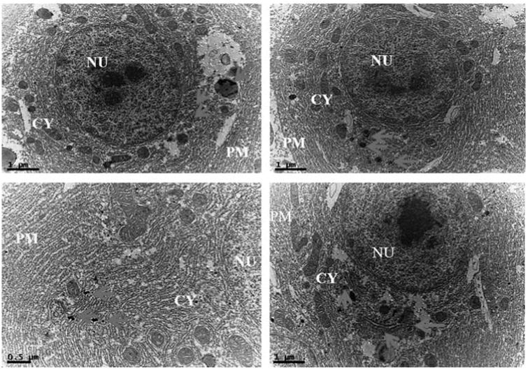 Fig. 5b