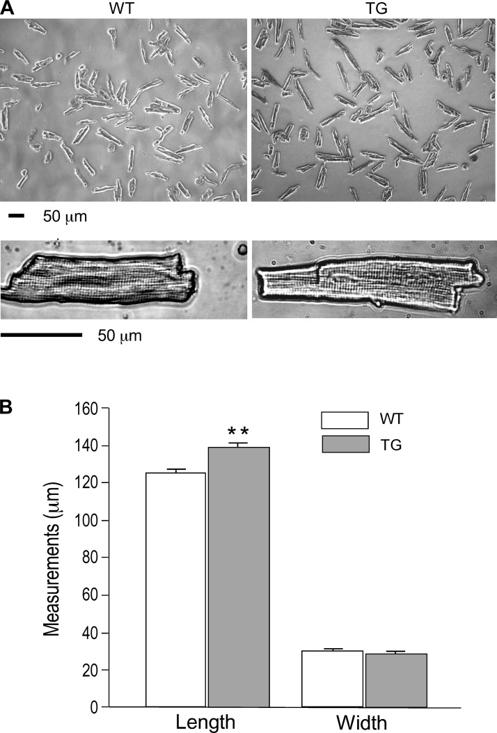 Fig. 8.