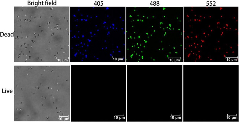 FIGURE 3