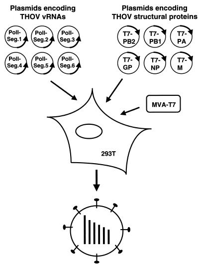 FIG. 1