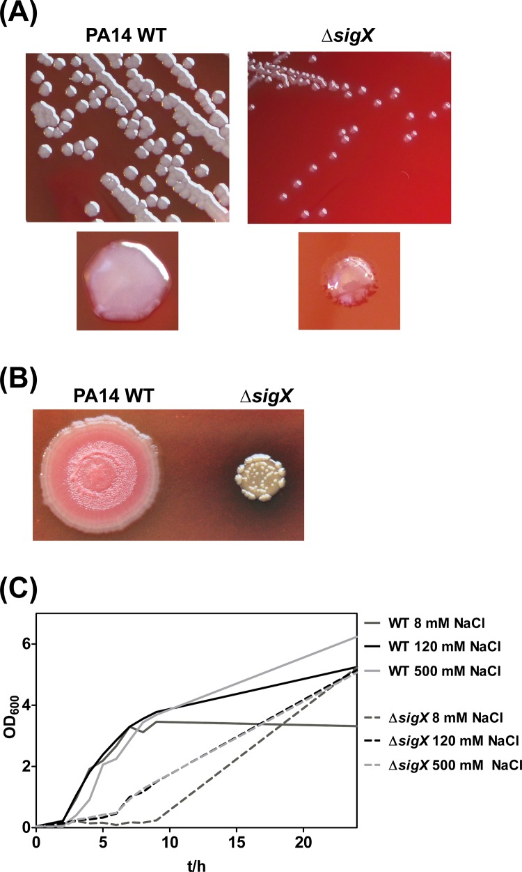 FIG 1