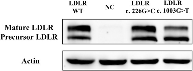 FIGURE 3