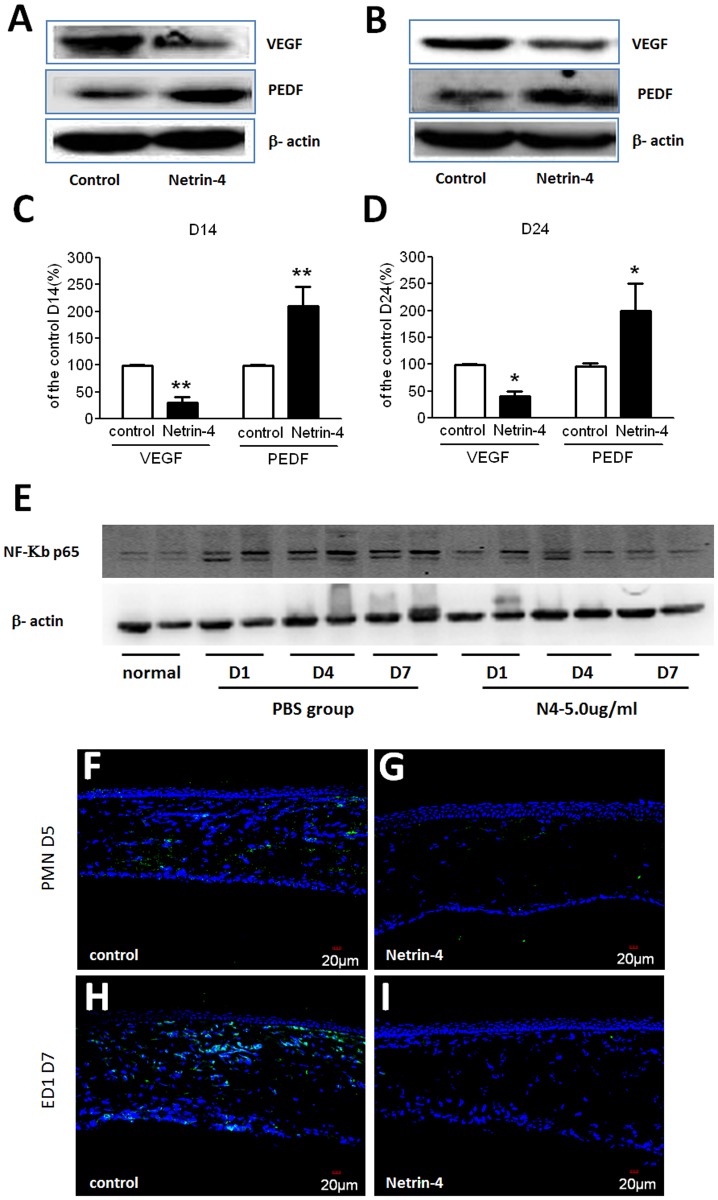 Fig 7