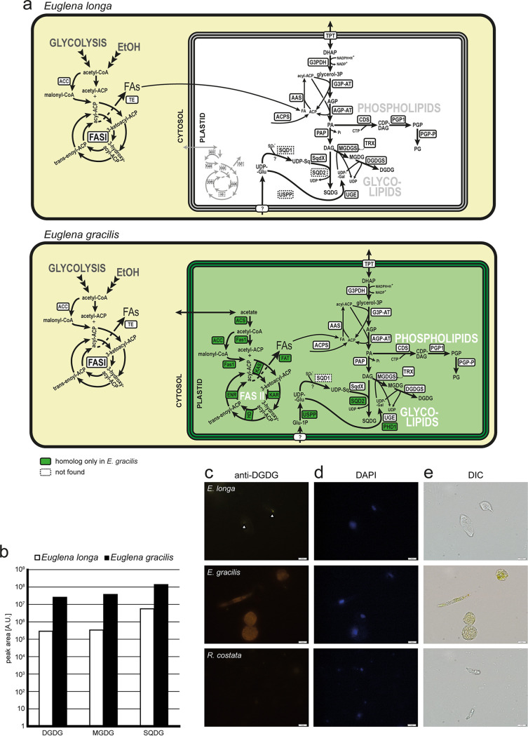 FIG 2