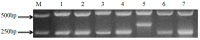 Figure 8