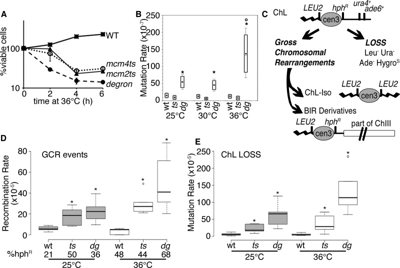 FIGURE 3: