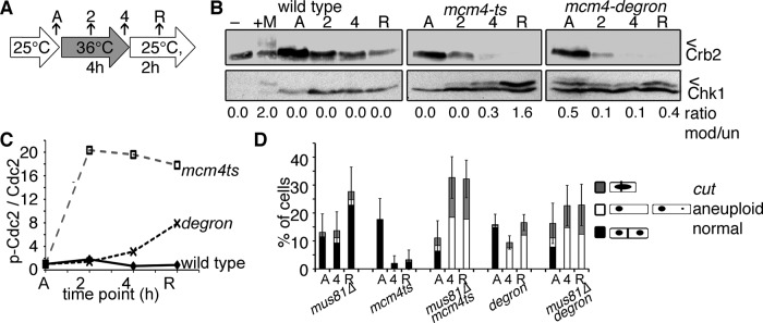 FIGURE 5: