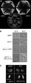 Figure 5.