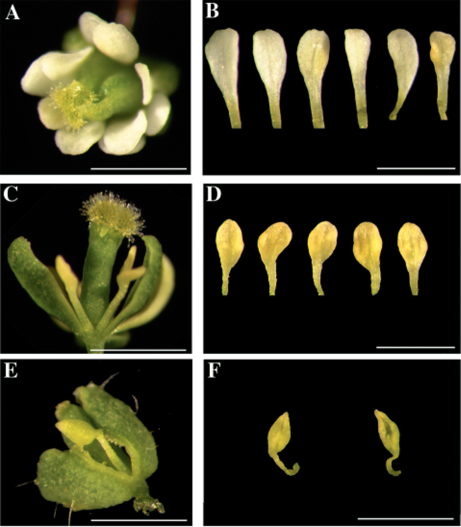 Fig. 5