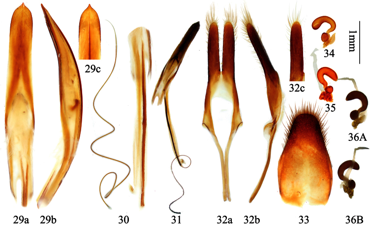 Figures 29–36.