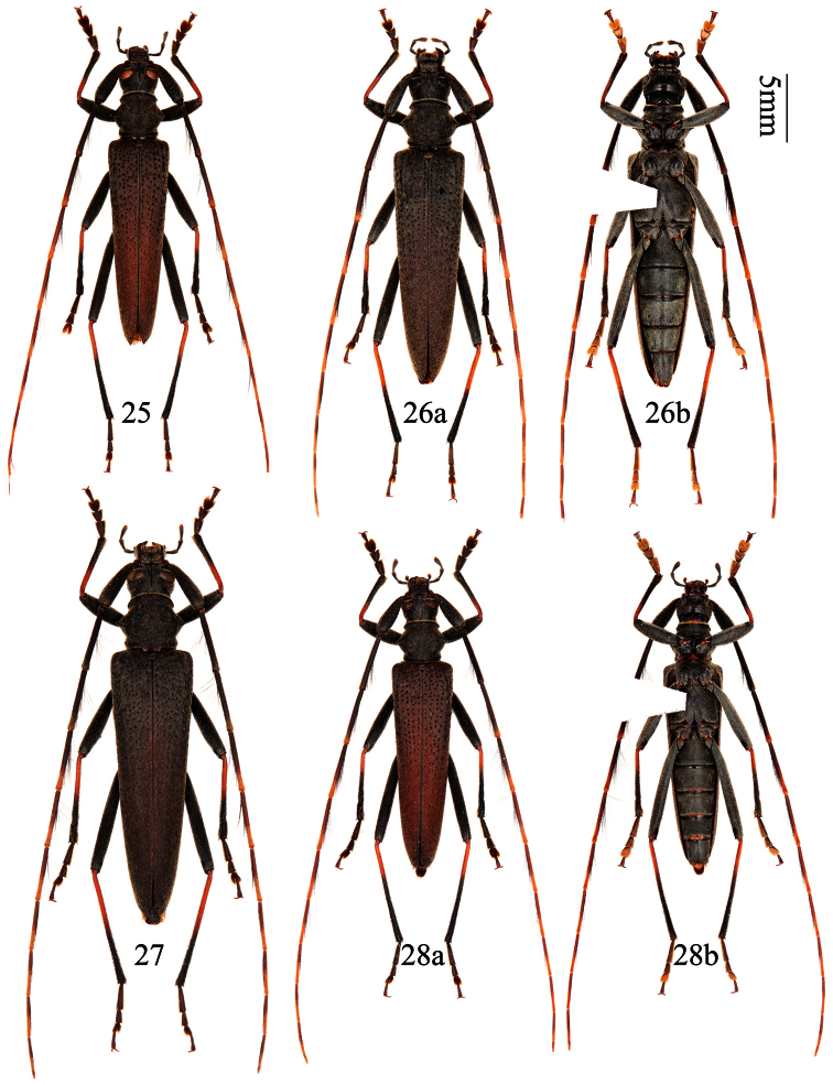 Figures 25–28.