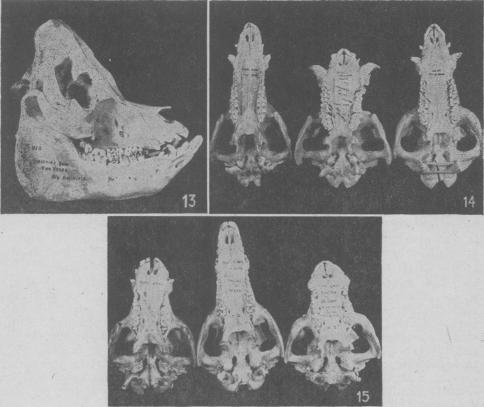 Fig. XIII., Fig. XIV., Fig. XV.