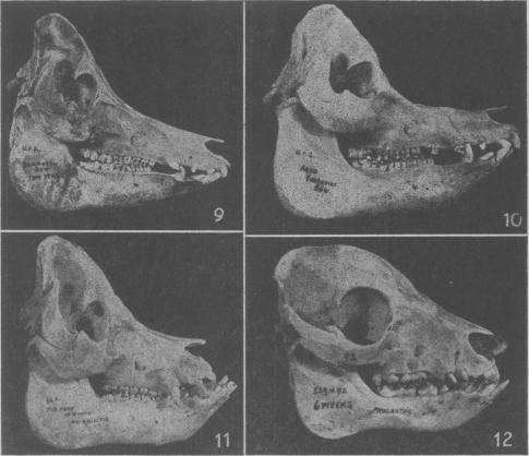 Fig. IX., Fig. X., Fig. XI., Fig. XII.