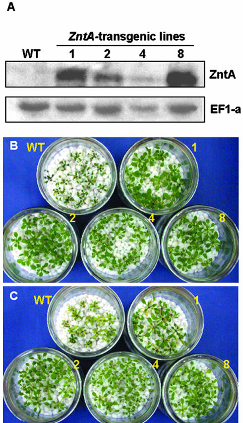 Figure 3.