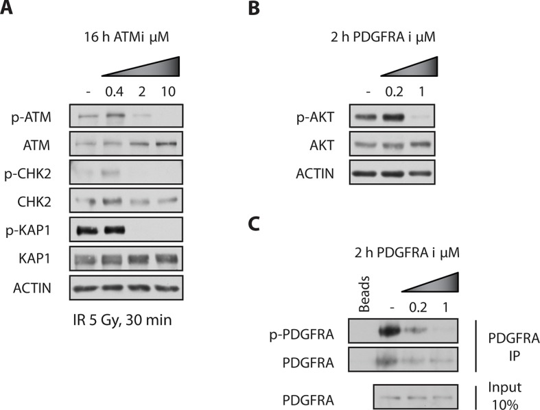 Figure 7—figure supplement 1.