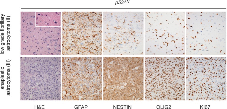 Figure 1—figure supplement 1.