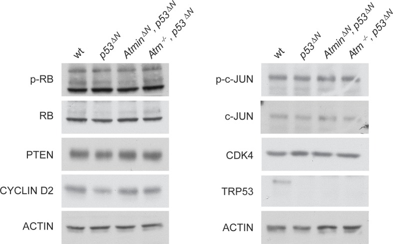 Figure 3—figure supplement 3.