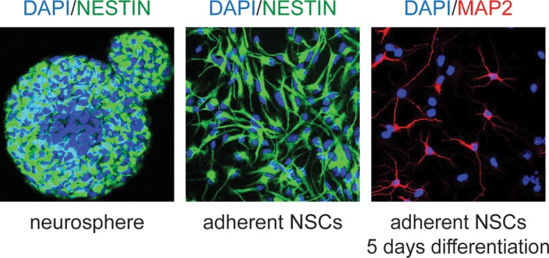 Figure 2—figure supplement 2.