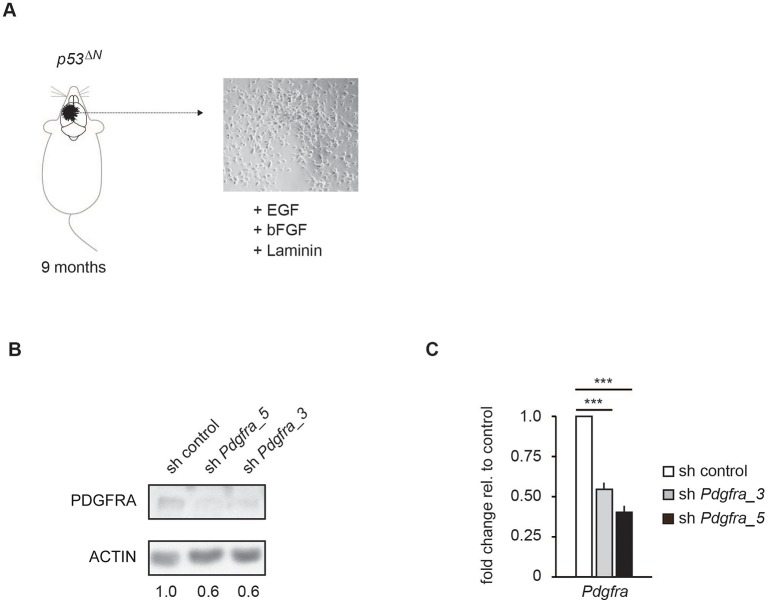 Figure 3—figure supplement 5.