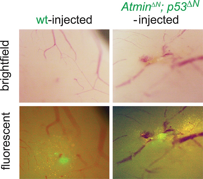 Figure 2—figure supplement 7.