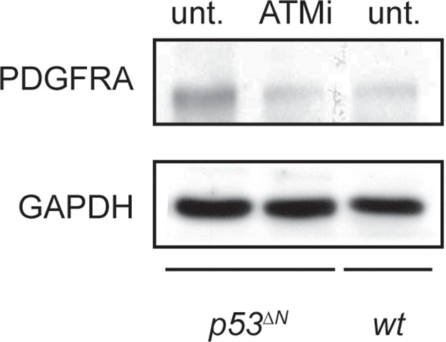 Figure 4—figure supplement 1.