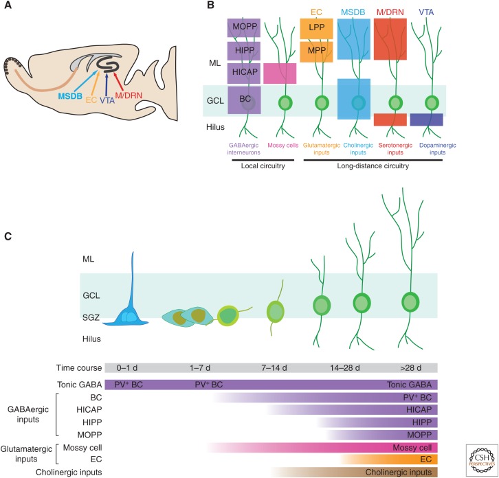 Neuronal Circuitry Mechanisms Regulating Adult Mammalian Neurogenesis - PMC