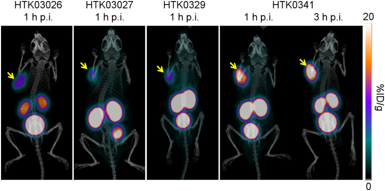 FIGURE 3.