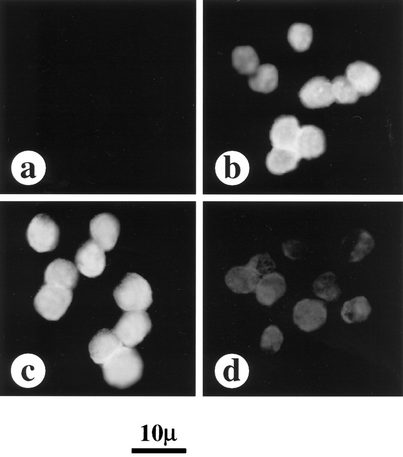 Fig. 11.