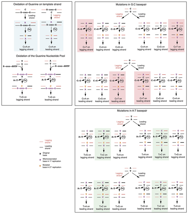 Extended Data Fig. 7