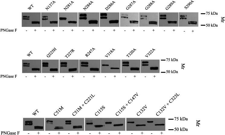 FIGURE 4.