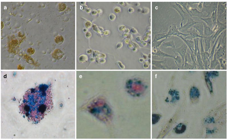 Fig. 8