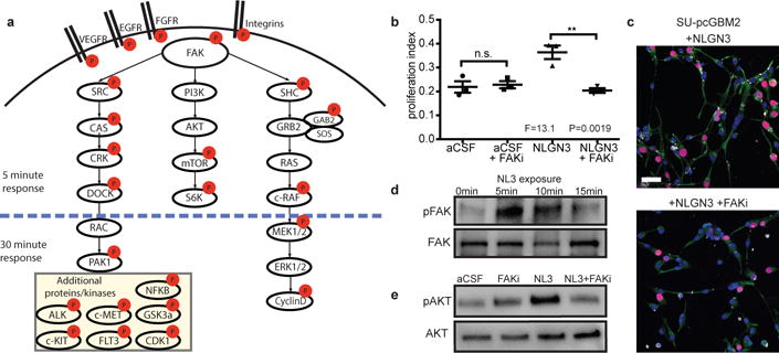 Targeting neuronal activity-regulated neuroligin-3 dependency in high ...