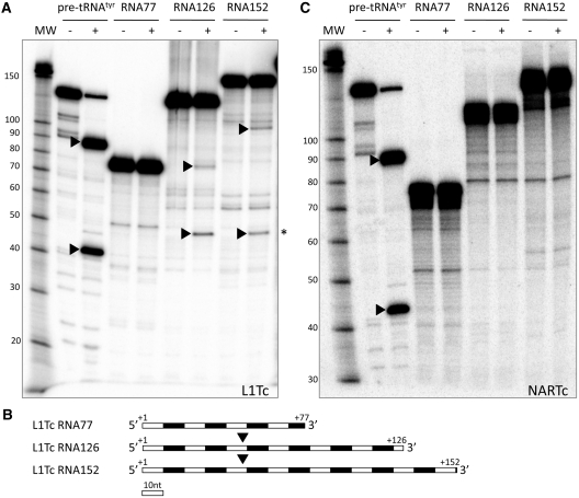 Figure 7.