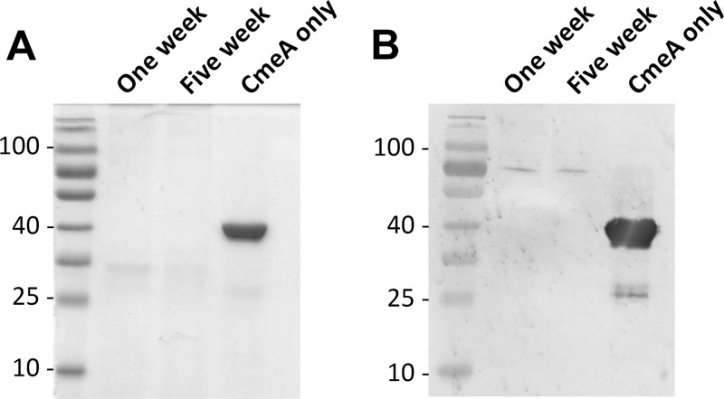 Fig 5