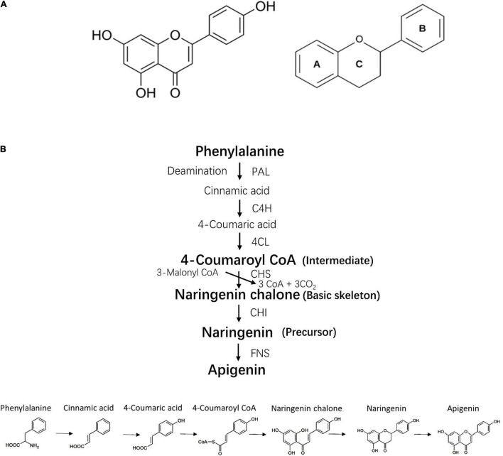 FIGURE 1