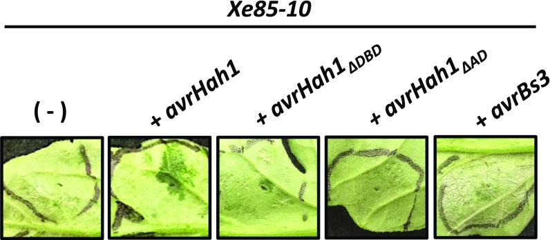 Fig. 5.