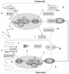 Figure 2)