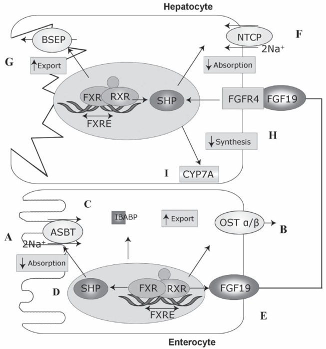 Figure 2)