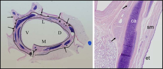 Fig. 8.