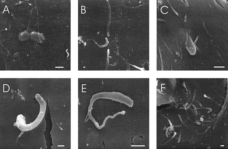 FIG. 5