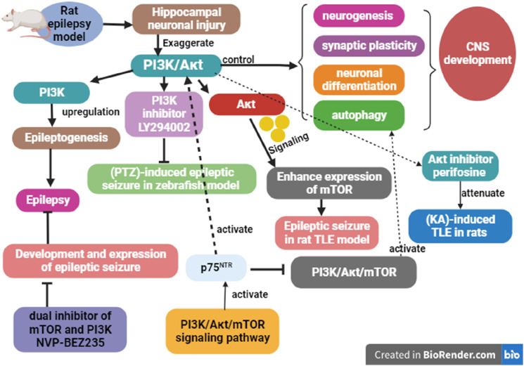 The functional and molecular roles of p75 neurotrophin receptor (p75NTR ...