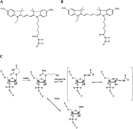 FIGURE 1.