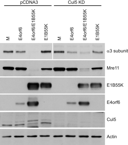 FIG. 5.