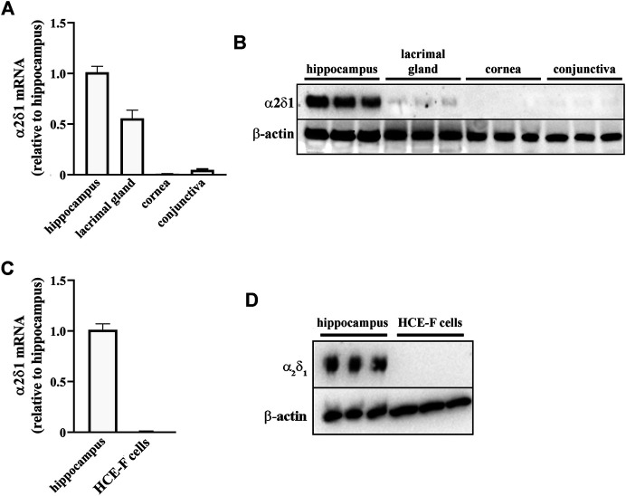 gabapentin effects