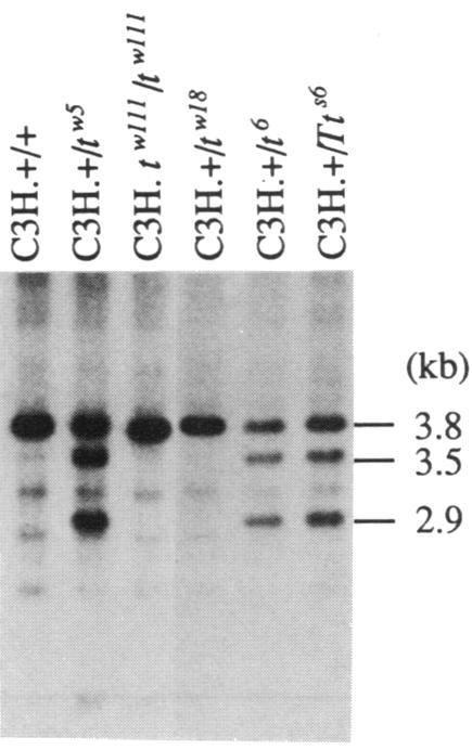 graphic file with name pnas01076-0331-d.jpg